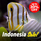 Indonesia Sale